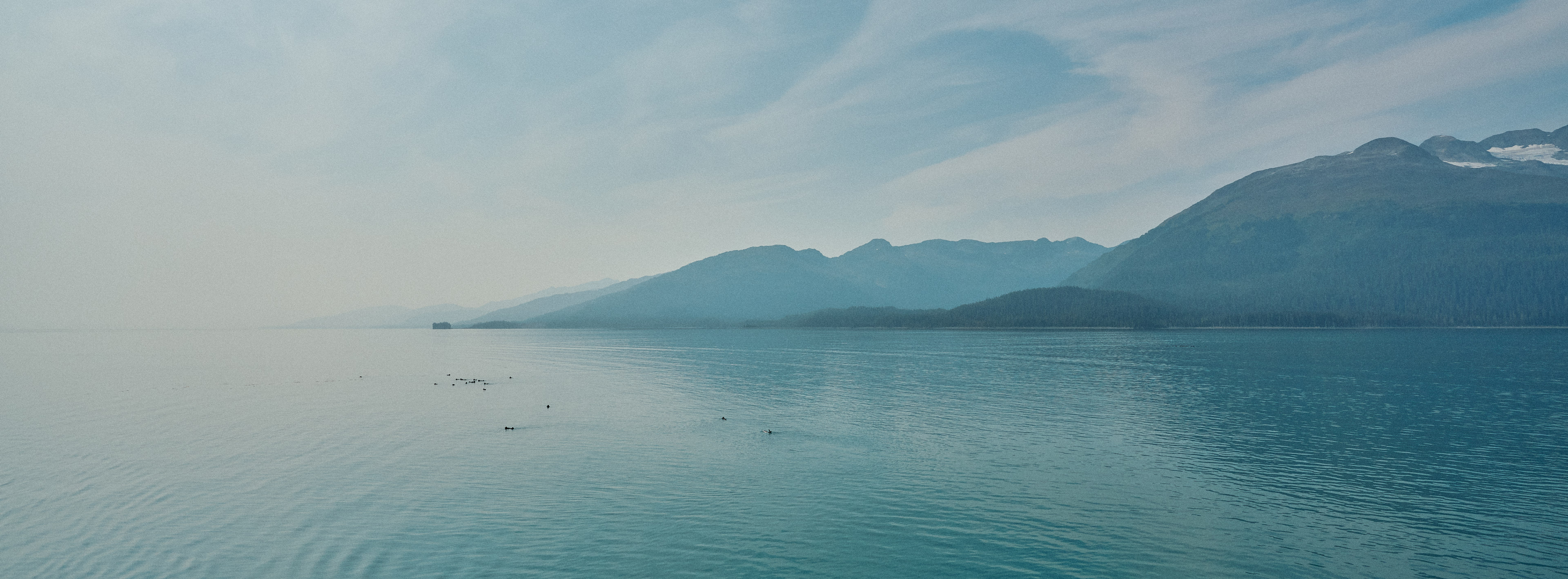 Otters in Prince William Sound